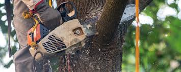 Leaf Removal in Mccamey, TX