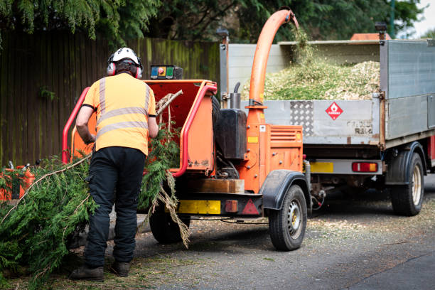 Best Organic Lawn Care Solutions  in Mccamey, TX