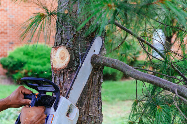 Mccamey, TX Tree Services Company